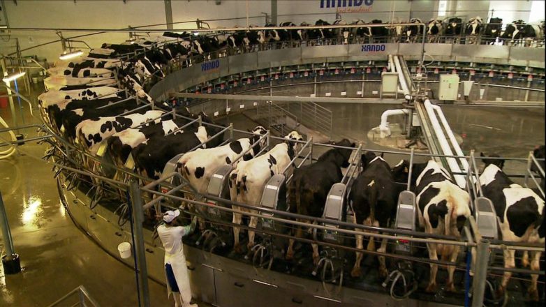 Vacas em ordenha